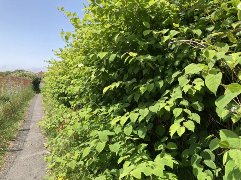 Invasive knotweed plant blighting large area of land right outside gardens