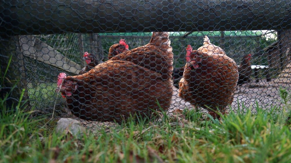 Application for poultry unit near Llandeilo rejected