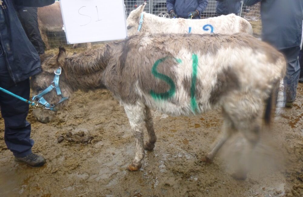 Carmarthenshire woman who caused unnecessary suffering to 24 donkeys handed suspended prison sentence