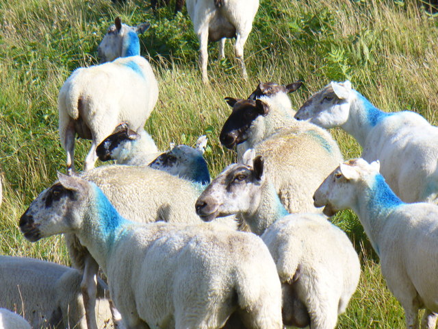 Lamb from Carmarthenshire shipped to USA