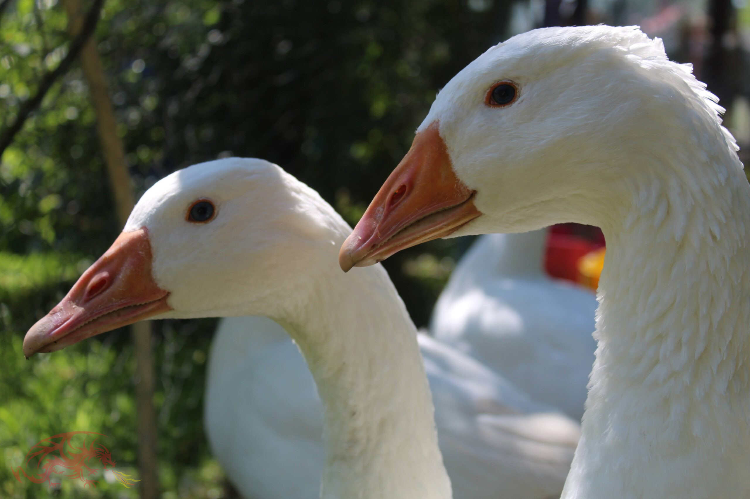 Welsh Government announces new measures to keep avian influenza at bay