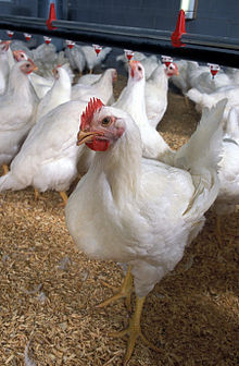 Powys Council to discuss plans for new meat rearing chicken farm near Newtown