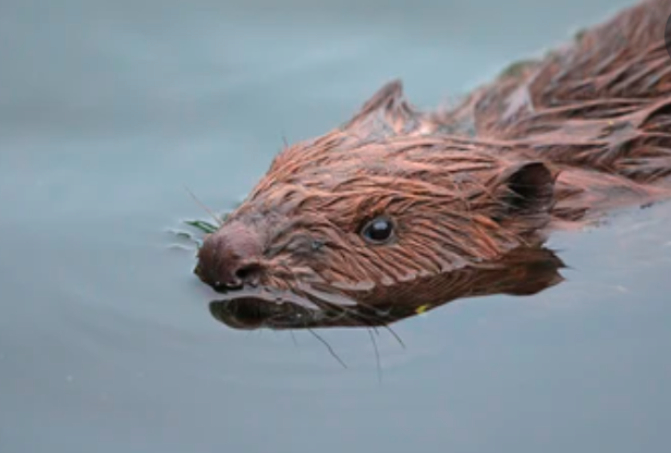 Results of beaver reintroduction in Wales due to be presented springtime this year