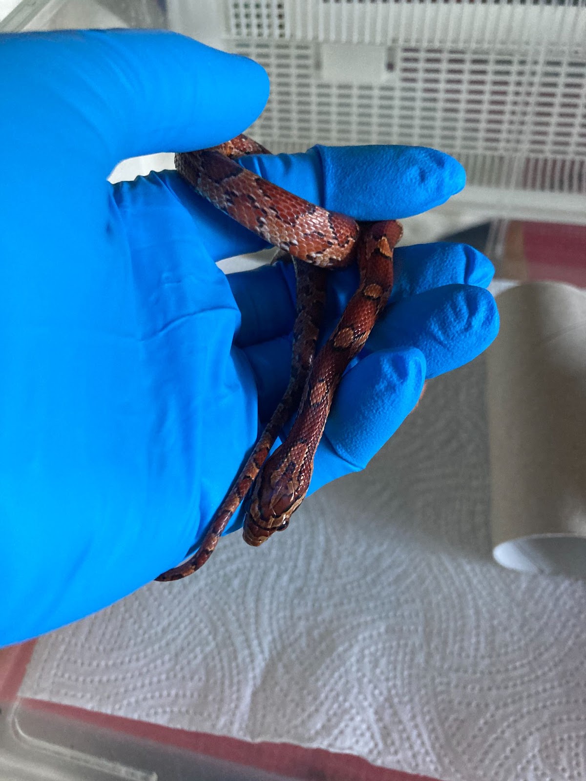 RSPCA appeal for owner of stray corn snake found near Swansea train station
