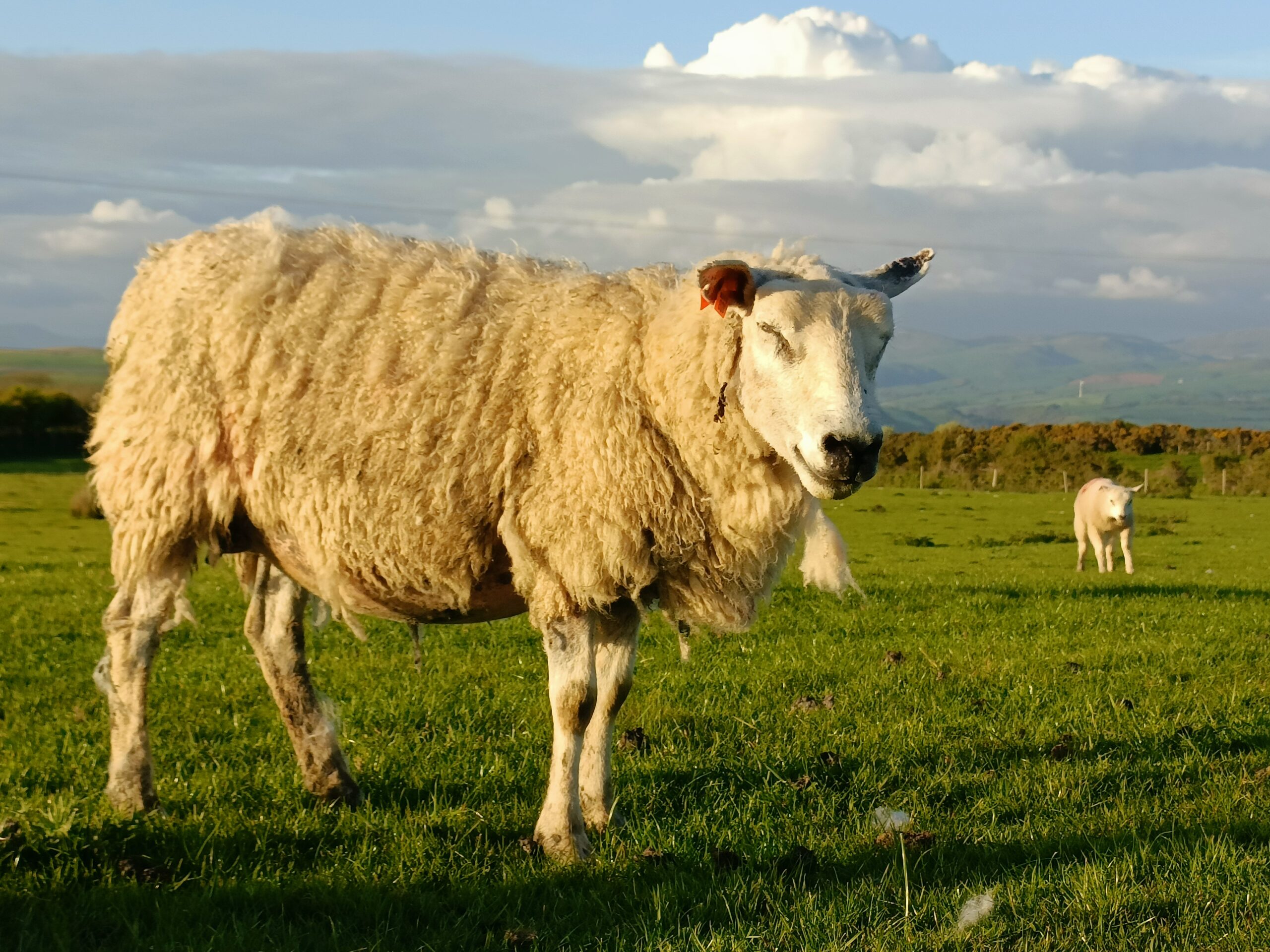 Farming Connect to host events and give advice to help farmers in feeding and managing pregnant ewes for lambing success