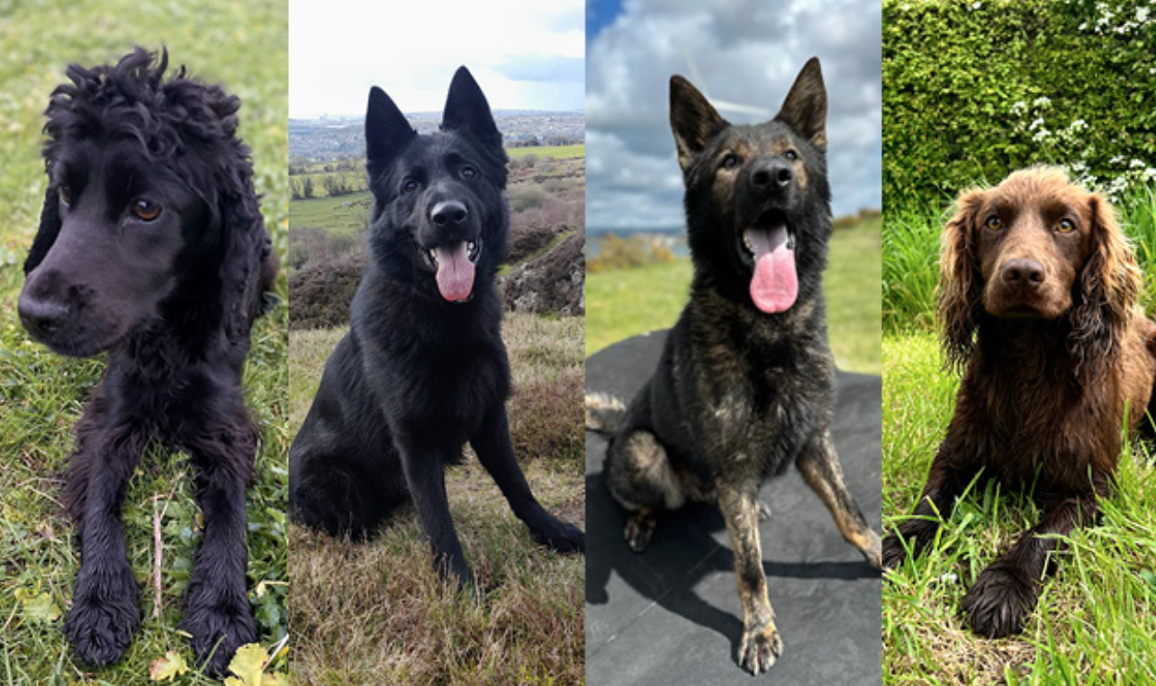 South Wales Police – Update on Puppy Development Programme