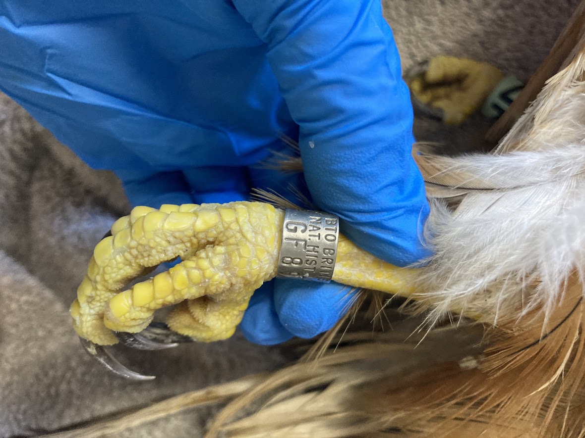 Injured ringed red kite was oldest to survive in the wild