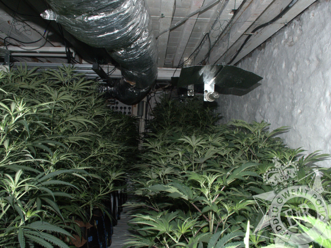 Cannabis farm discovered at Newport address after Police attend burglary report