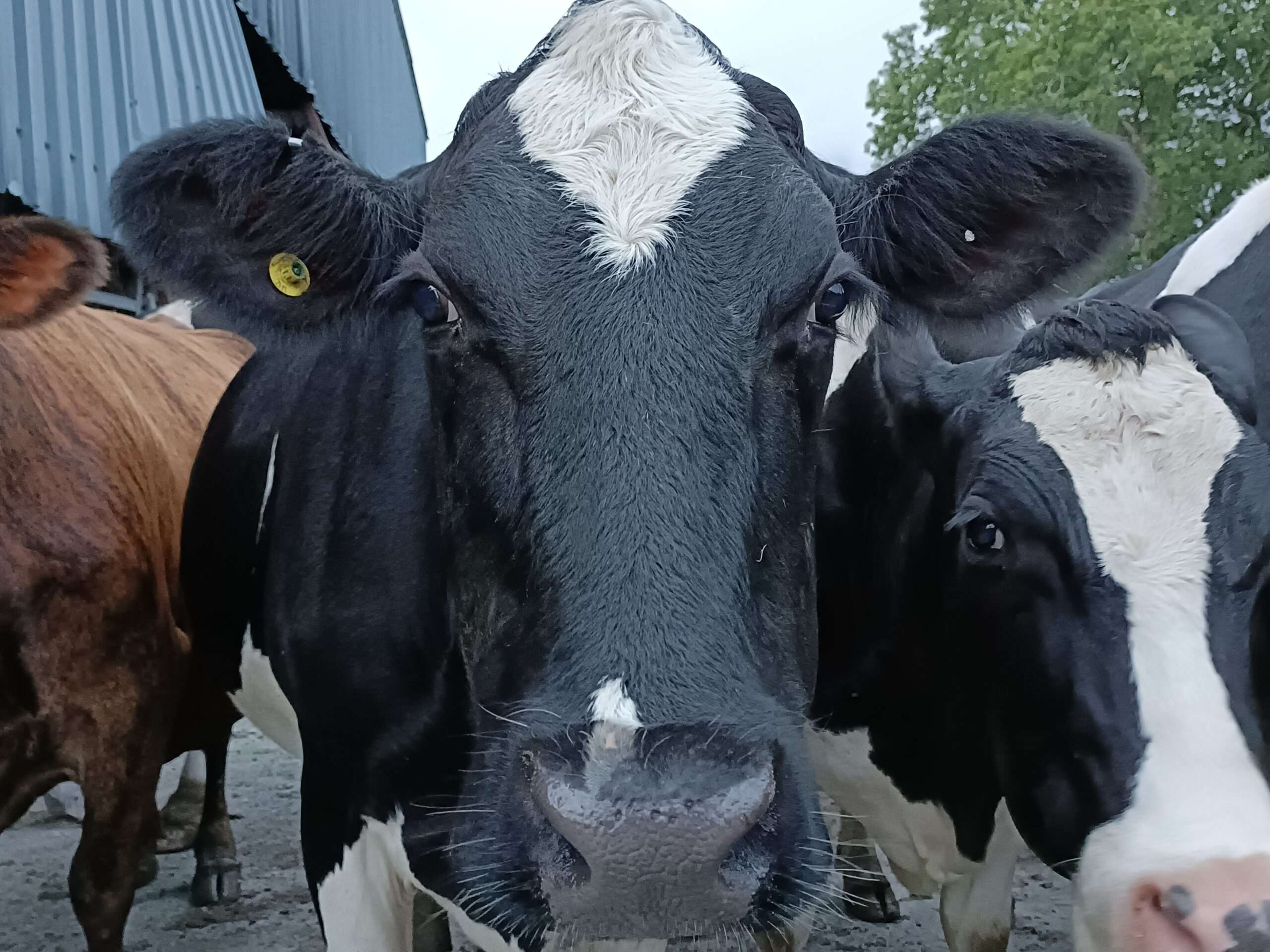 AI is not looking at a cow’s behind