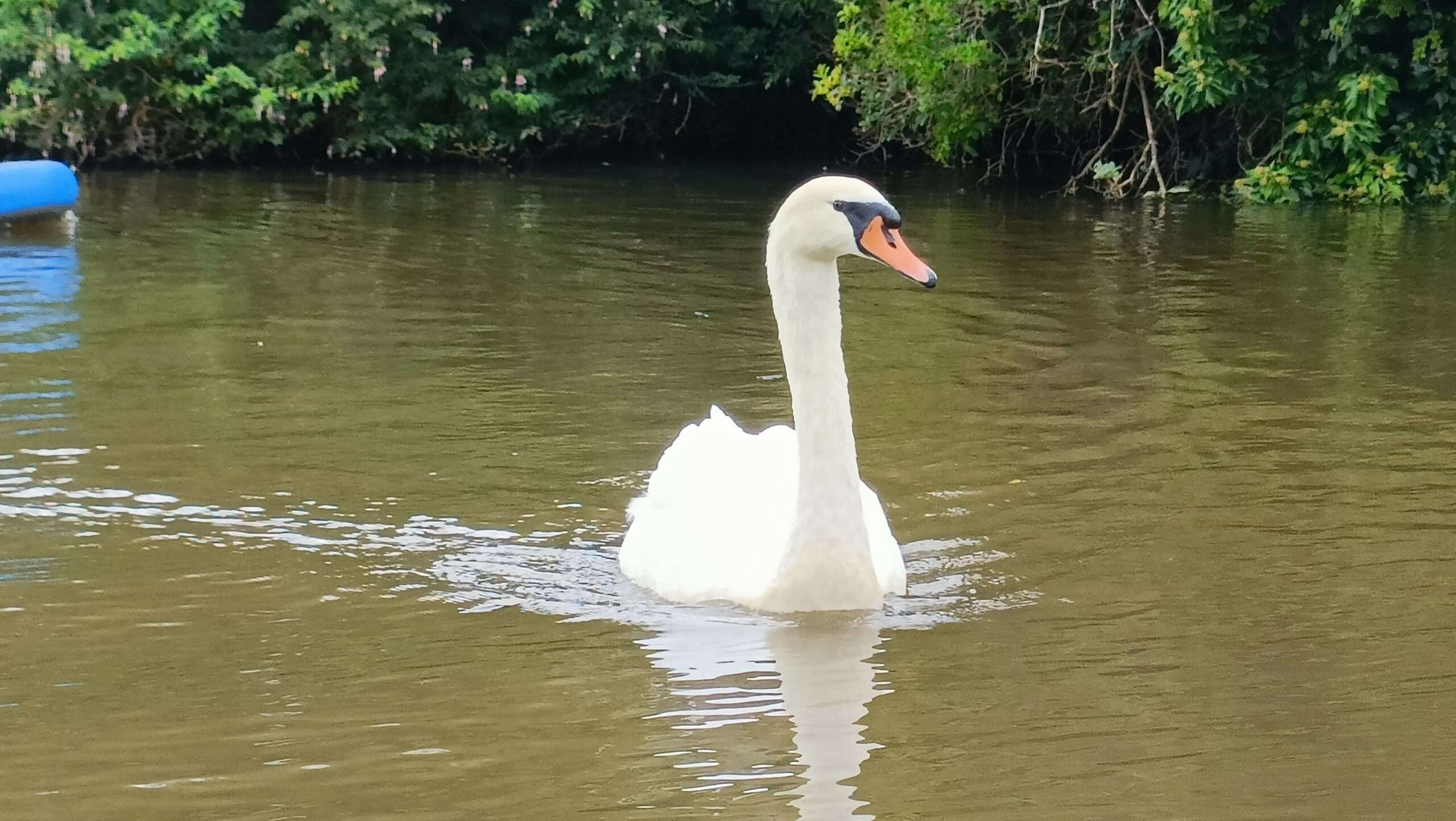 Council concerned over unexplained deaths of Mute Swans and wild ducks