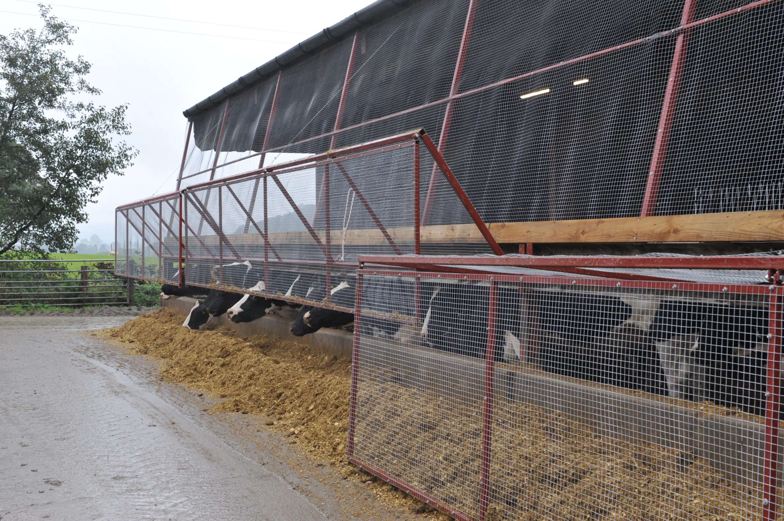 Investing in starling-proof cattle housing could save dairy farmers two months in cattle feed