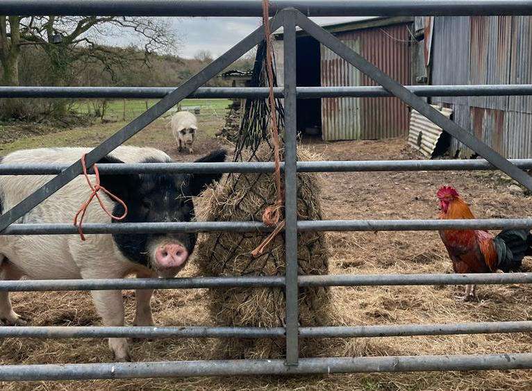 Hunt causes chaos for animal owners around Mynydd-y-Garreg