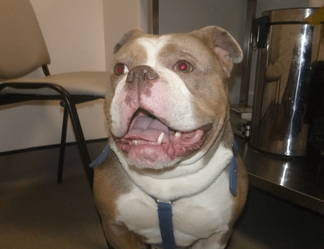 Man and woman disqualified from keeping animals after mental and physical abuse of their bulldog