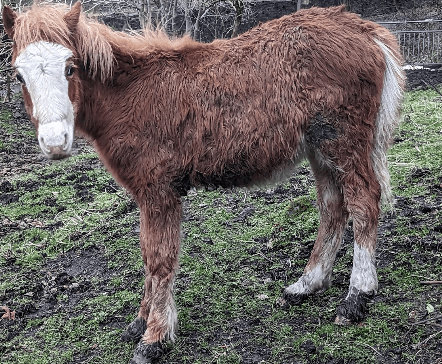 Foal found in poor conditions in Nantyglo