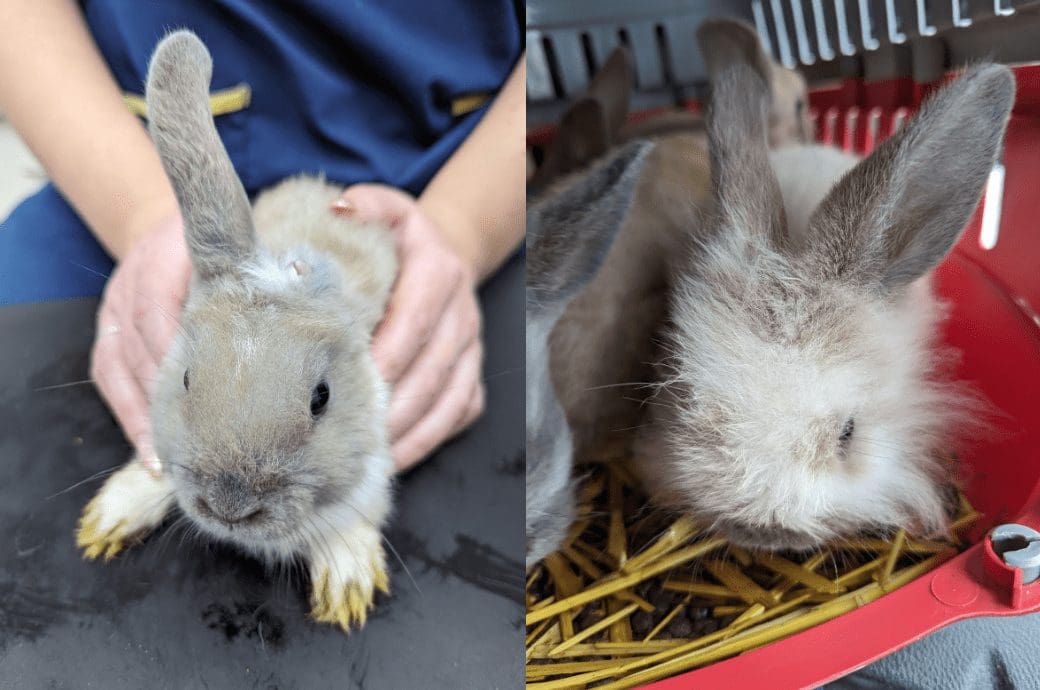 Four young rabbits abandoned days before Christmas