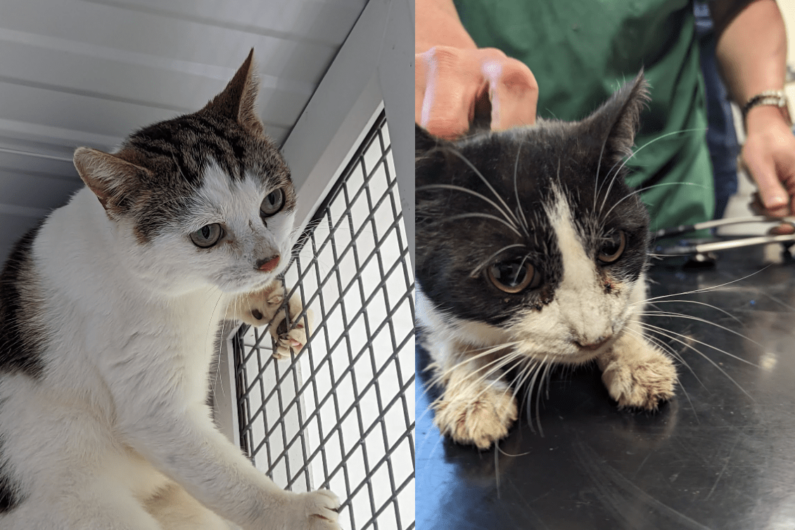 House fire reveals gruesome conditions where 24 cats were being kept