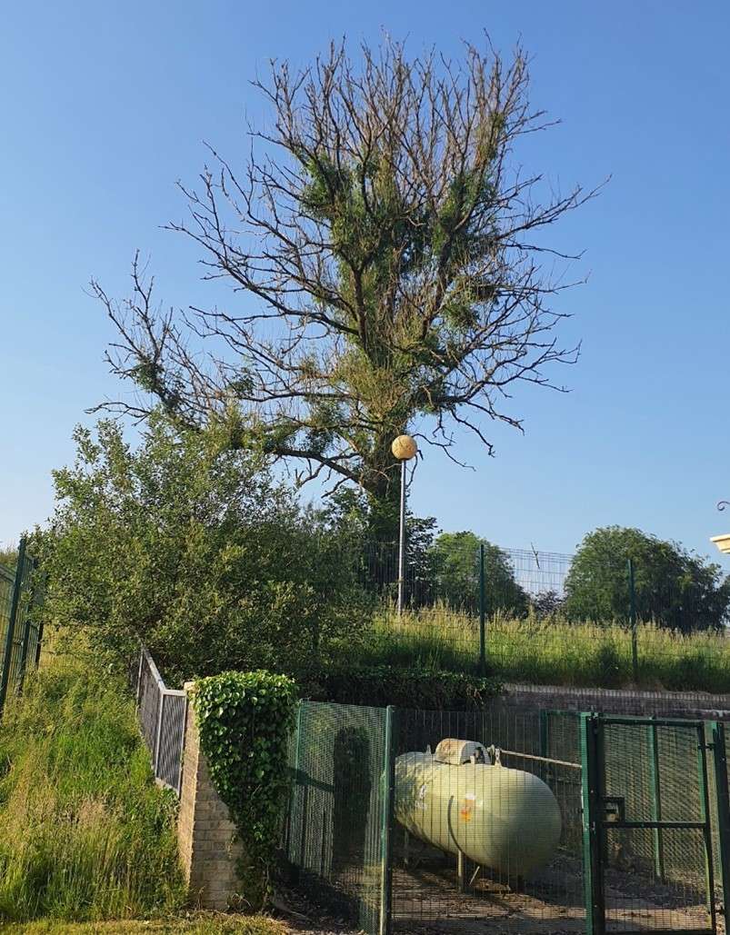 Ash Dieback – If you own a tree, it is your responsibility