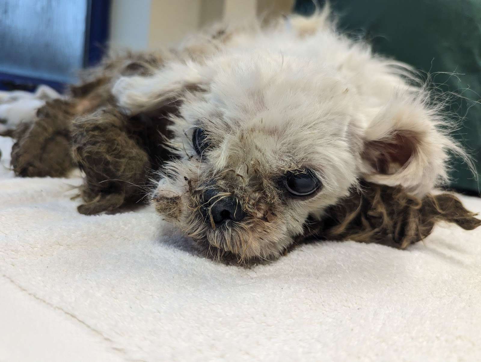 Badly matted and unwell dog found abandoned in Bridgend