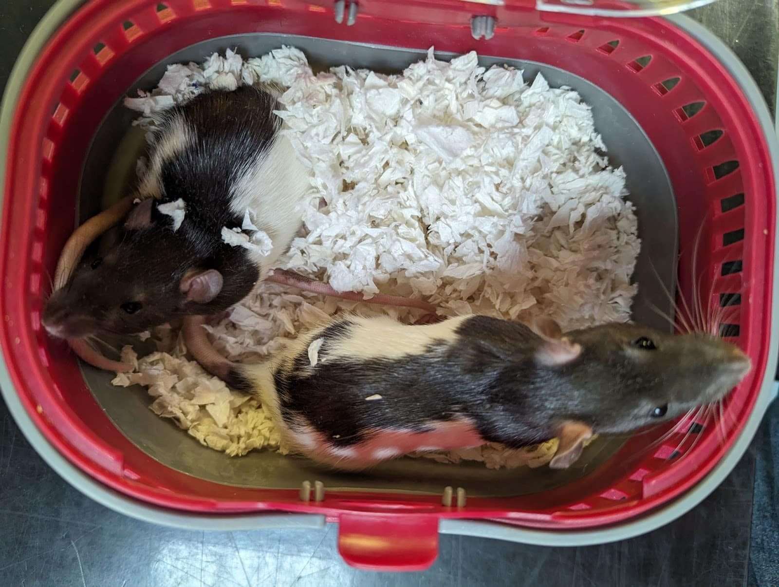 RSPCA Cymru launch appeal for information after pet rats found abandoned in Newport