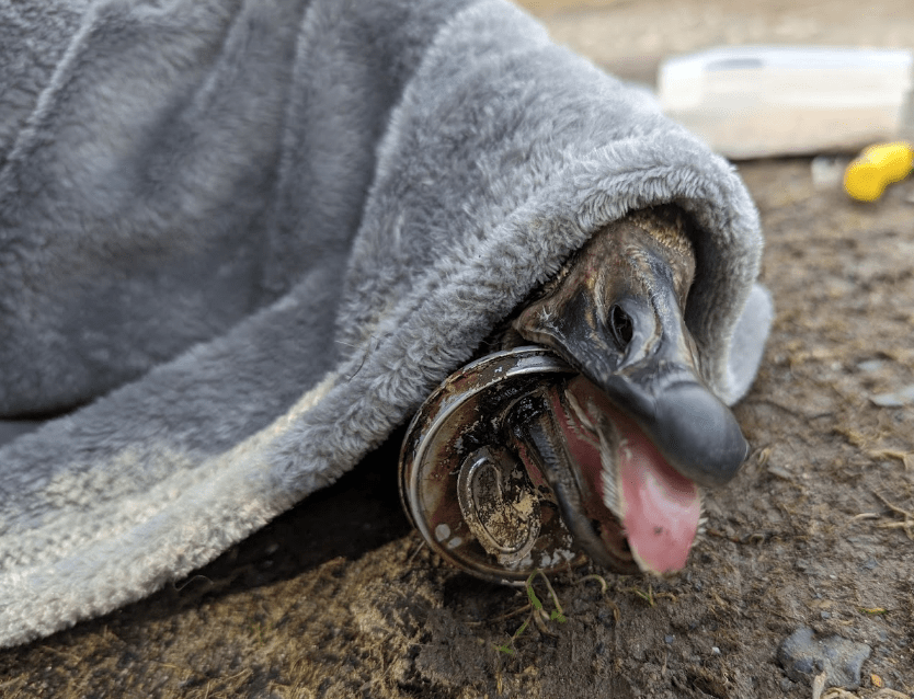 RSPCA issue reminder of the dangers littering has after goose found impaired by tin can