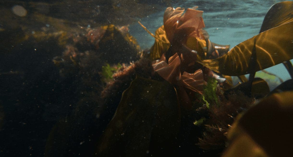 Câr-Y-Môr to build seaweed processing facility in West Wales