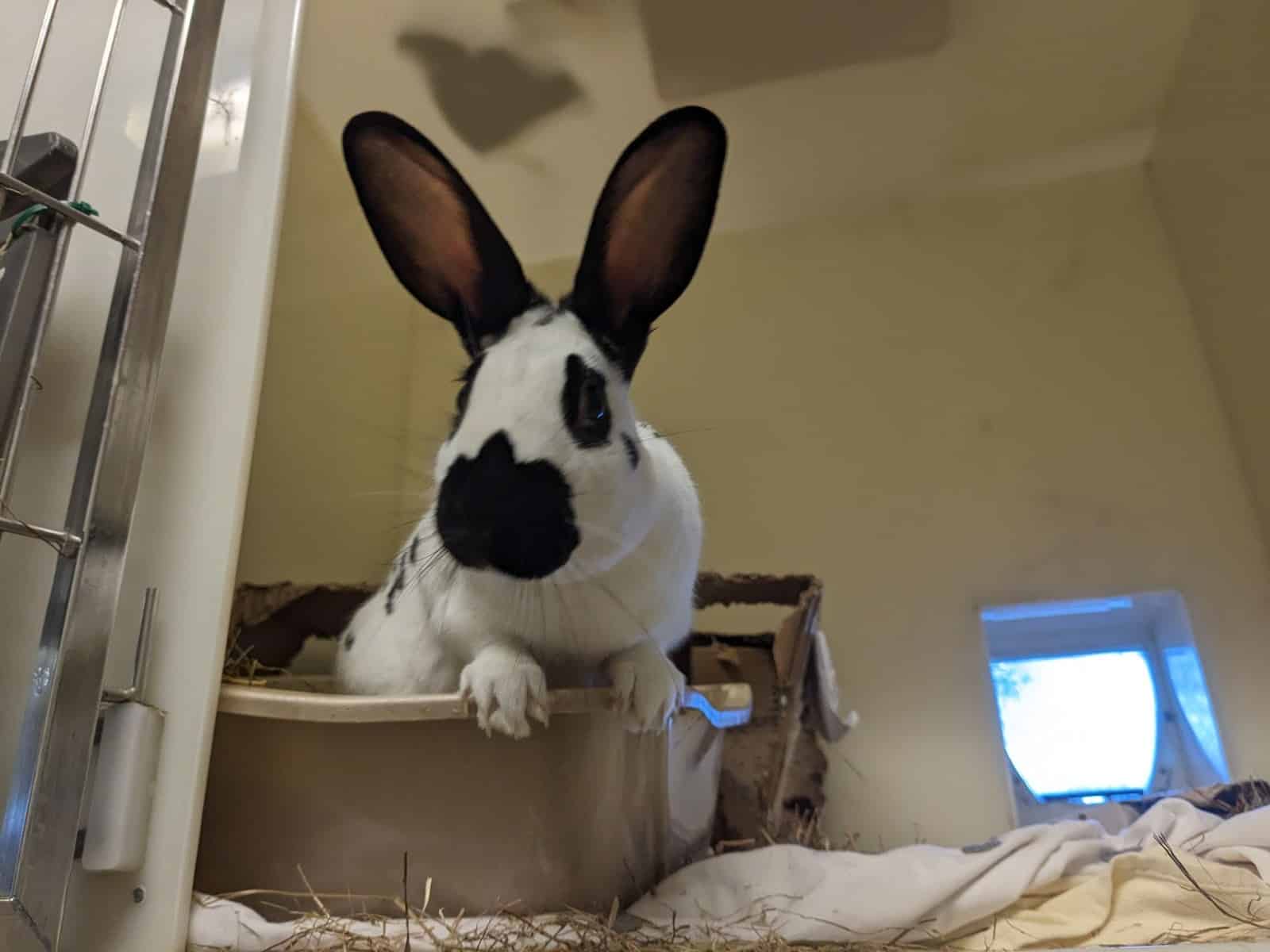 Rescue rabbits hop-ing for a home to call their own – can you help?