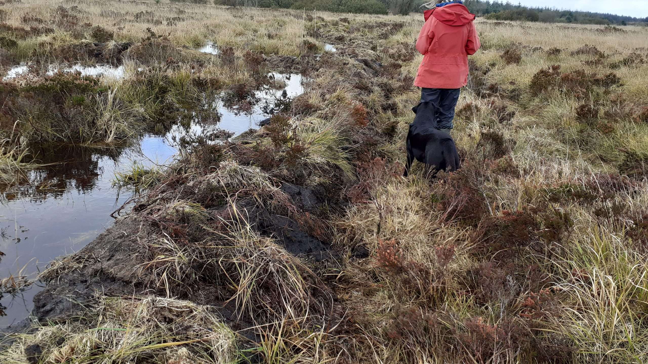 Rural Conservation Section undertakes work to restore valuable raised peat bog in Llanfynydd