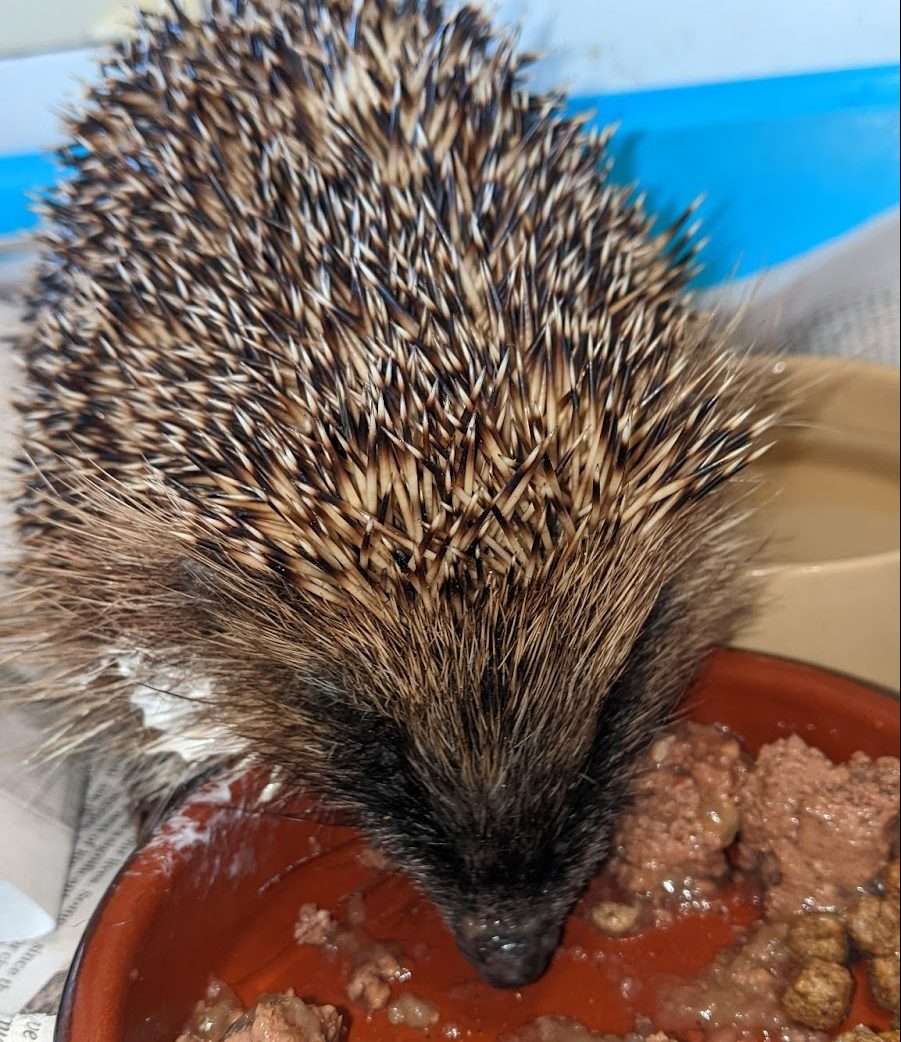 RSPCA issue appeal for information after hedgehog found shot by air-gun