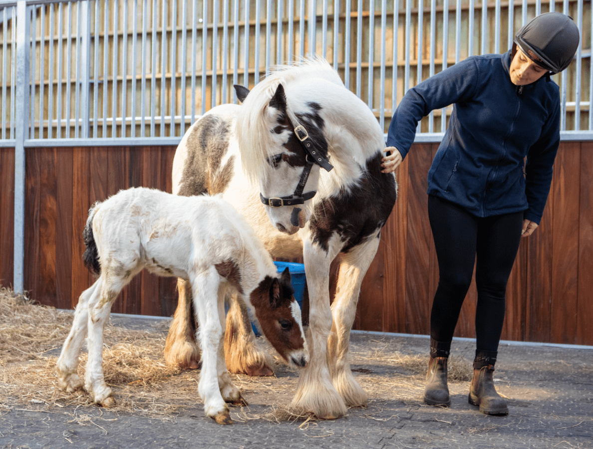 Horse rehoming centre welcomes first foal born from one of five mares rescued from smuggling