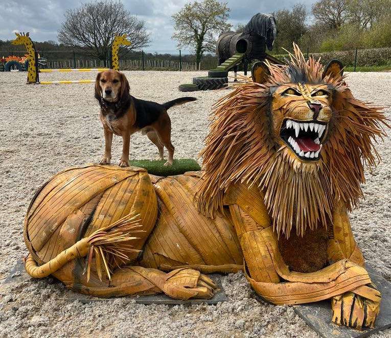 Many Tears Rescue opens one-of-a-kind Dog Playground
