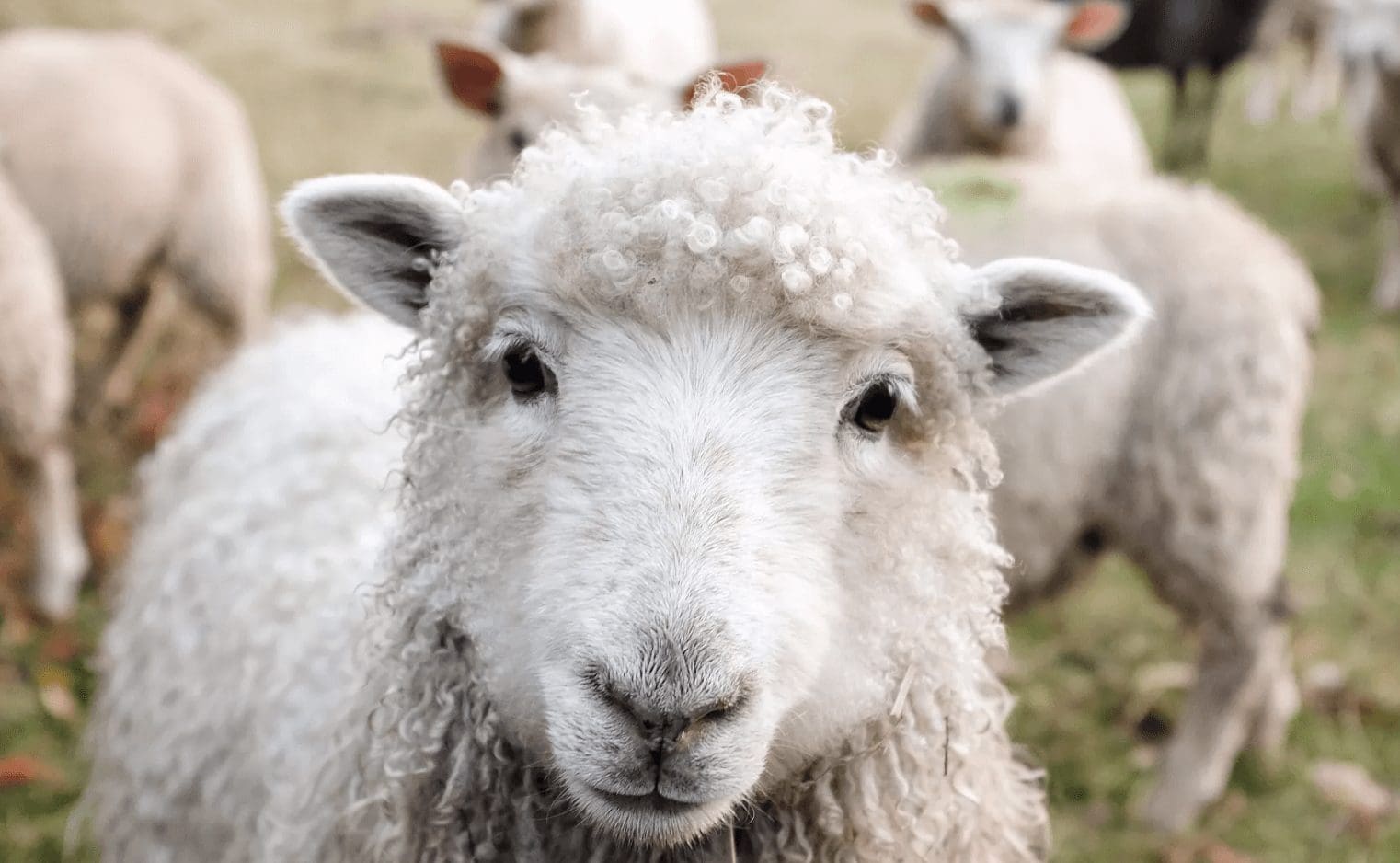 Llandovery Sheep Festival will be wonderfully woolly next month